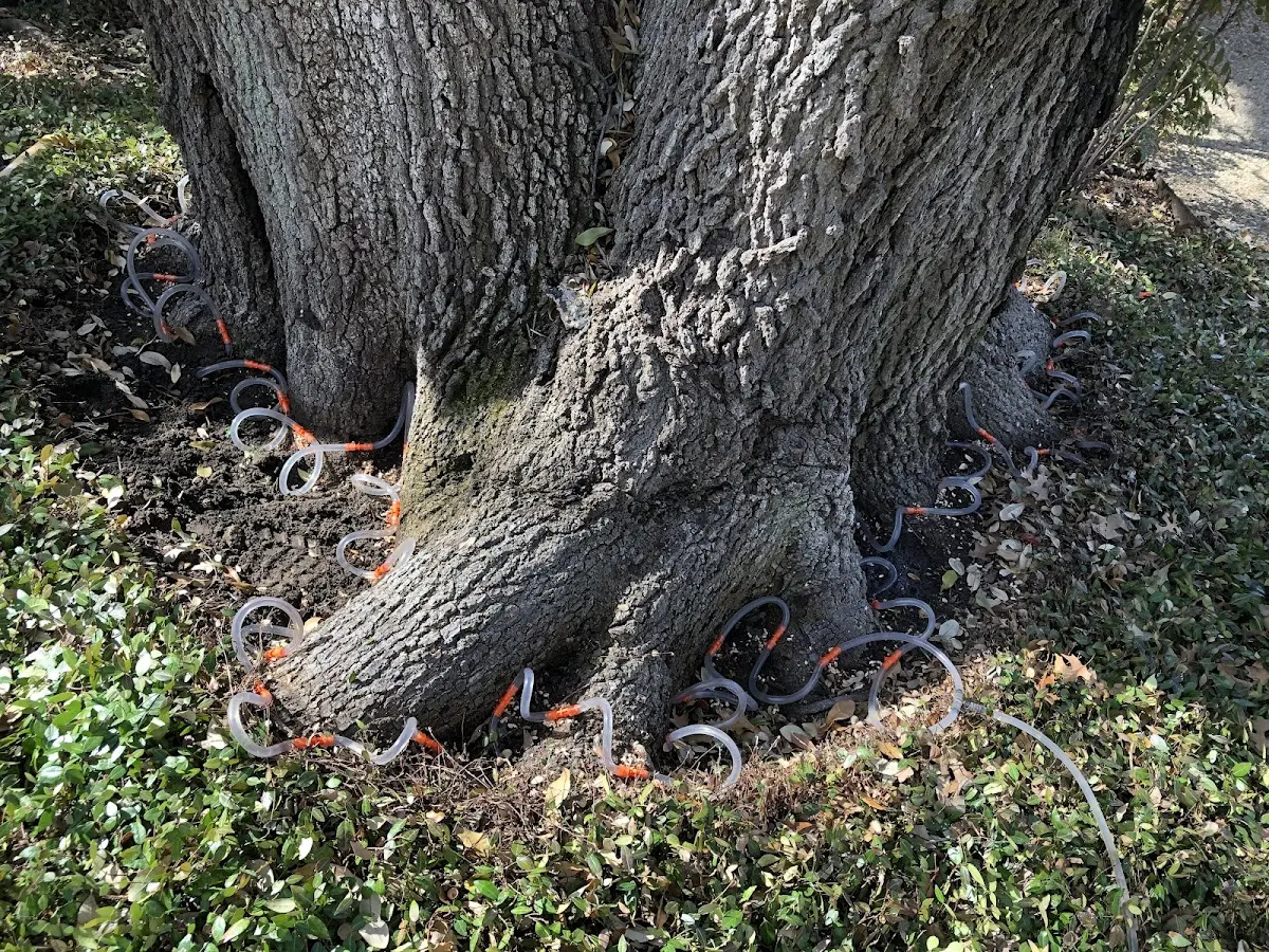 Detailed Tree Cabling and Bracing job site in Huntley