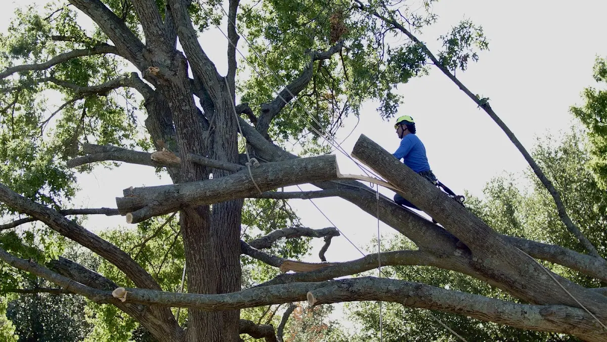 Professional Crown Thinning performed by certified arborists in Huntley